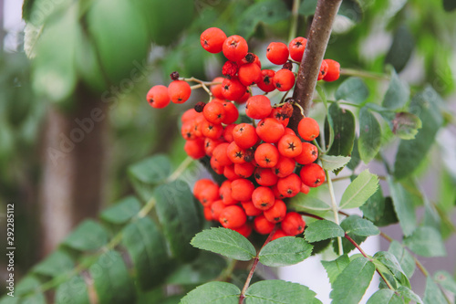 bright red rowan berries photo