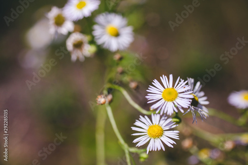 Beautiful blooming daisies