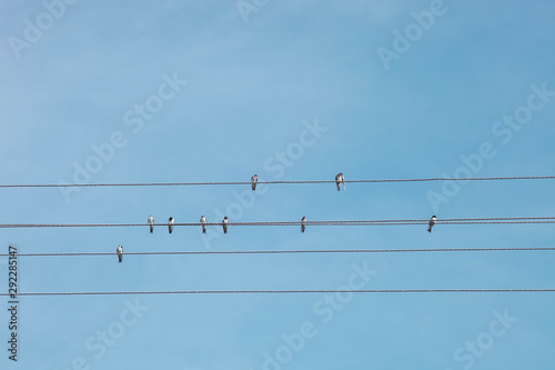 birds sits on wires