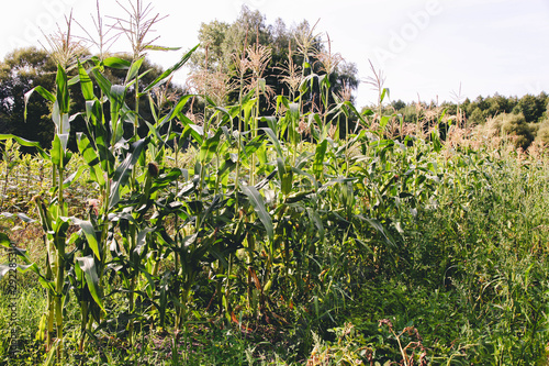 Old corn growing in garden photo