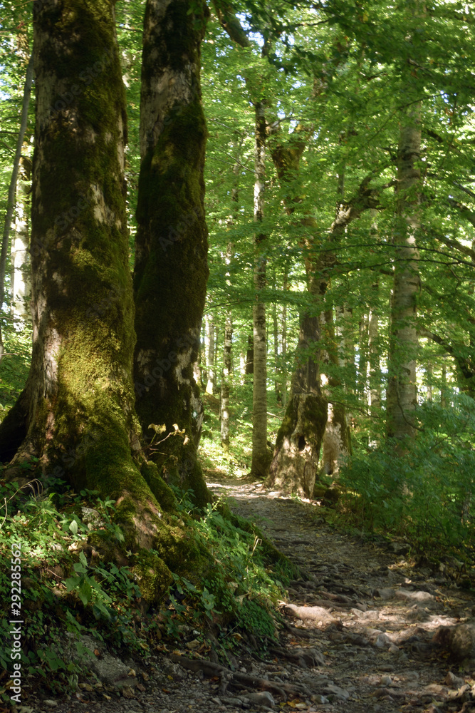 Footpath in green spring forest. Beautiful nature view. Footpath in green spring forest. Beautiful nature view.