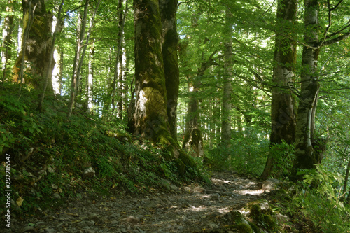 Footpath in green spring forest. Beautiful nature view.