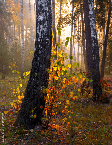 Autumn forest. Trees are painted with magnificent autumn colors. Morning. The sun's rays play in the branches.