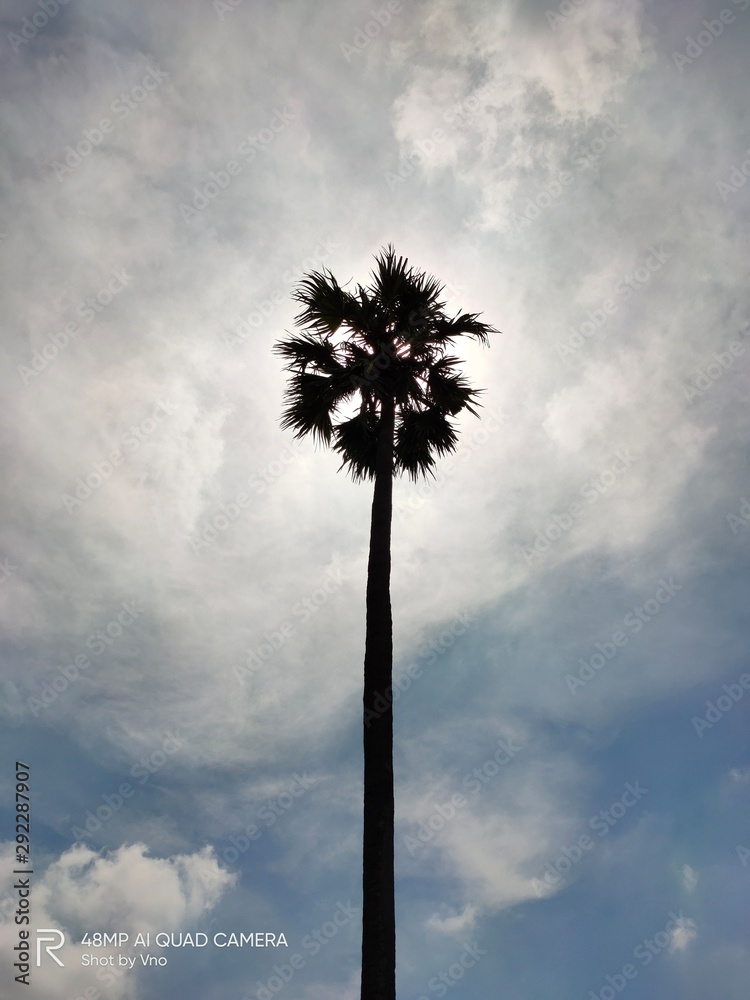 Fototapeta tree in the sky