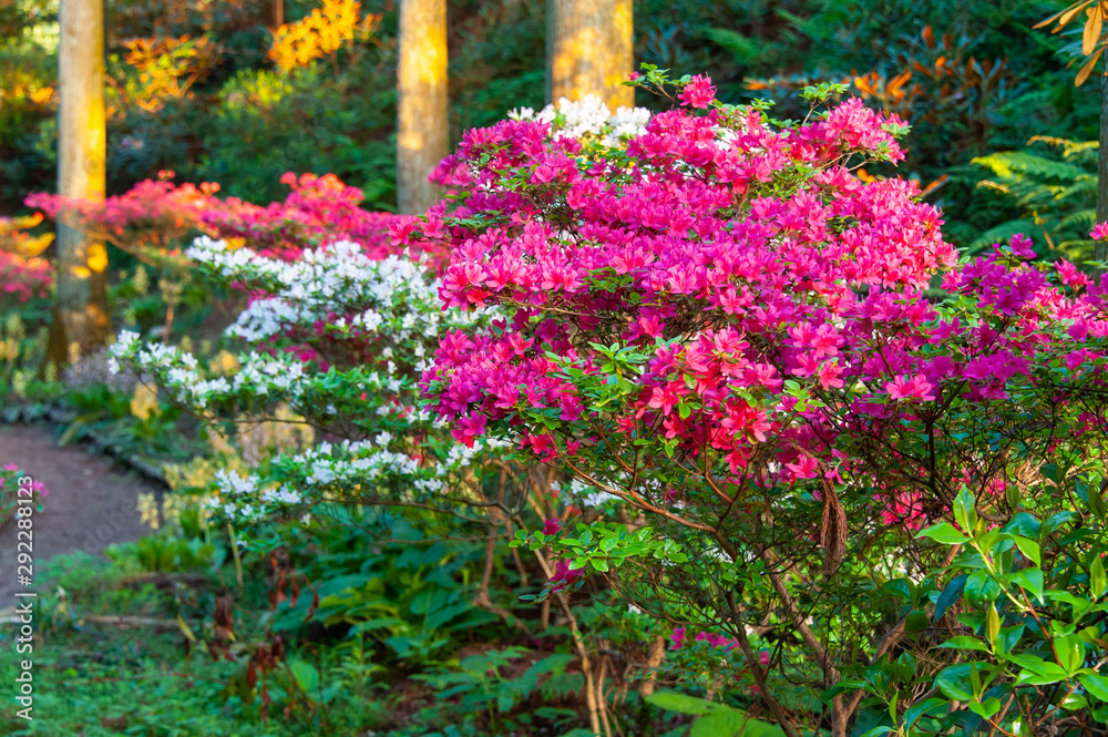 ツツジが美しい夜明けの植物園 ツツジが美しい夜明けの植物園