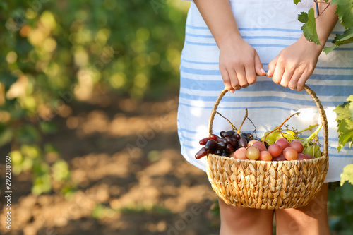 Young woman with basket of fresh grapes in vineyard