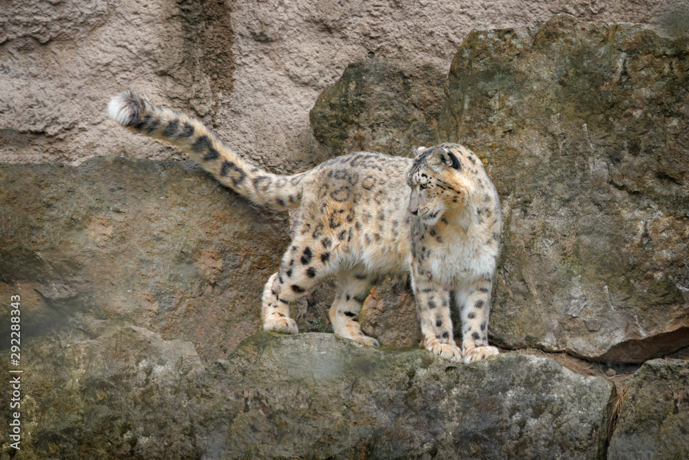 Snow leopard with long taill, sitting in the nature stone rocky mountain habitat, Spiti Valley, Himalayas in India. Snow leopard Panthera uncia in the rock habitat, wildlife nature. Snow leopard with long taill, sitting in the nature stone rocky mountain habitat, Spiti Valley, Himalayas in India. Snow leopard Panthera uncia in the rock habitat, wildlife nature.