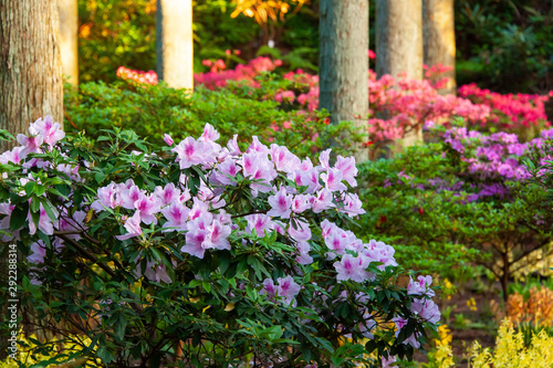 カラフルなツツジの花と朝日の光