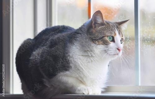 Slika na platnu Portrait of a Manx cat sitting in the window watching the falling snow