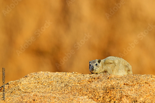 Rock Hyrax on stone in rocky mountain. Wildlife scene from nature. Face portrait of hyrax. Procavia capensis, Namibia. Rare interesting mammal from Africa.