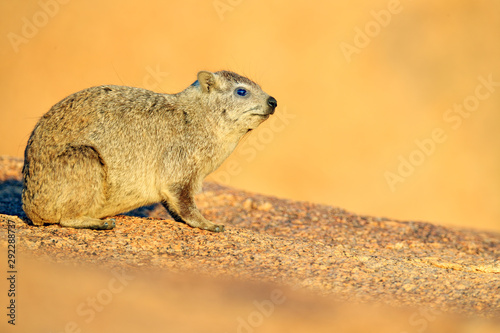 Hyrax on stone in rocky mountain, Namibia, Africa.