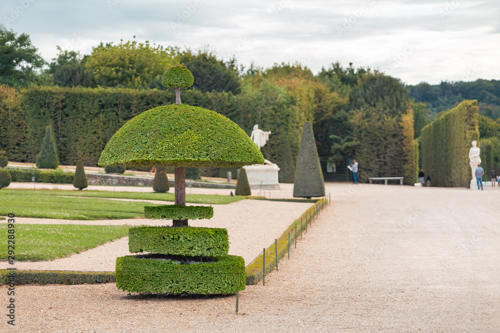 ornamental trees of various beautiful shapes in the Royal garden of Versailles ornamental trees of various beautiful shapes in the Royal garden of Versailles