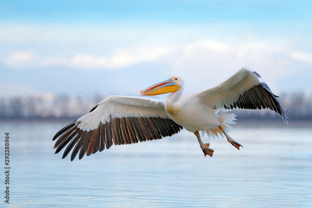 Obraz premium White pelican, Pelecanus onocrotalus, landing in Lake Kerkini, Greece. Pelican with open wings. Wildlife scene from European nature. Bird in the water.