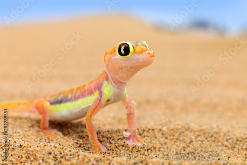 Gecko from Namib sand dune, Namibia. Pachydactylus rangei, Web-footed palmato gecko in the nature desert habitat. Lizard in Namibia desert with blue sky with clouds, wide angle. Wildlife nature.
