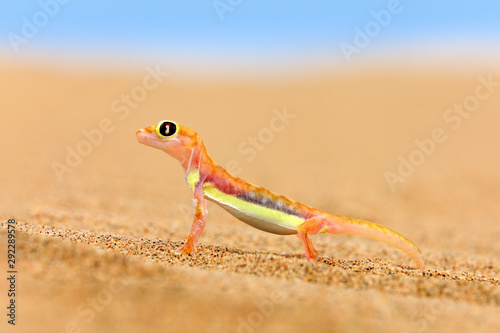 Gecko from Namib sand dune, Namibia. Pachydactylus rangei, Web-footed palmato gecko in the nature desert habitat. Lizard in Namibia desert with blue sky with clouds, wide angle. Wildlife nature. photo