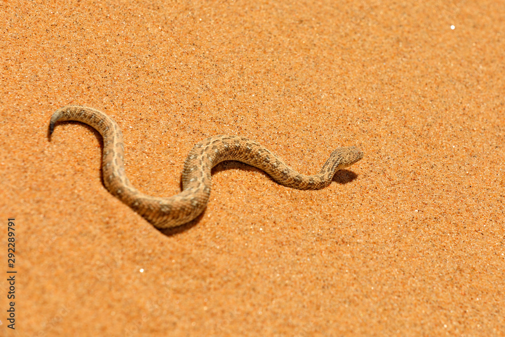 Fototapeta premium Bitis peringueyi, Péringuey's Adder, poison snake from Namibia sand desert. Small viper in the nature habitat, Namib-Naukluft Park in Africa. Wildlife scene from nature, reptile behaviour, sunny day.