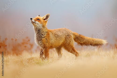 Fotografia, Obraz Red Fox hunting, Vulpes vulpes, wildlife scene from Europe
