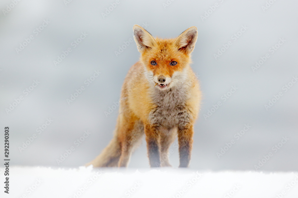 Fototapeta premium Red Fox hunting, Vulpes vulpes, wildlife scene from Europe. Orange fur coat animal in the nature habitat. Fox on the green forest meadow.