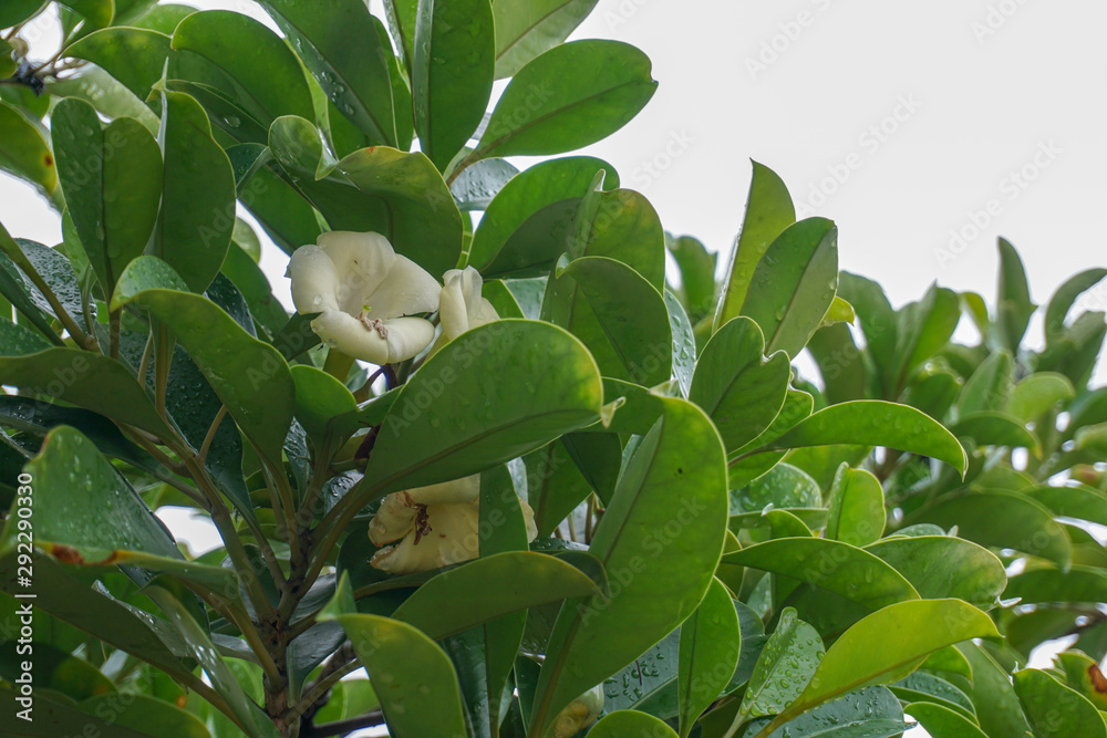 The tree has green leaves with white flowers with a fragrance like