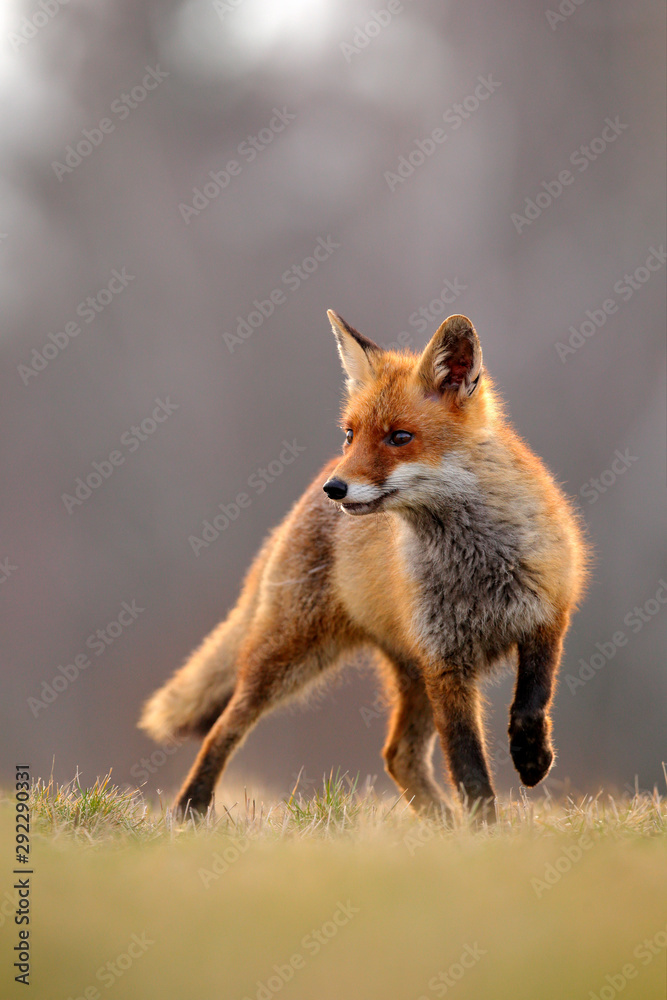 Fototapeta premium Red Fox hunting, Vulpes vulpes, wildlife scene from Europe. Orange fur coat animal in the nature habitat. Fox on the green forest meadow.