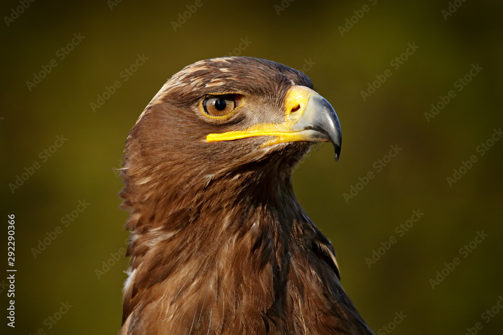 Detail portrait of eagle. Bird in the grass. Steppe Eagle, Aquila nipalensis, sitting on the meadow, forest in background. Wildlife scene from nature. Detail portrait of eagle. Bird in the grass. Steppe Eagle, Aquila nipalensis, sitting on the meadow, forest in background. Wildlife scene from nature.