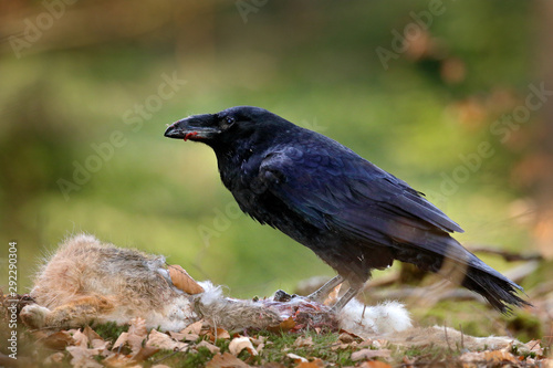 Raven with dead kill hare, sitting on the stone. Bird behavior in nature. Rocky habitat with black raven. Wildlife feeding behaviour scene in the forest.
