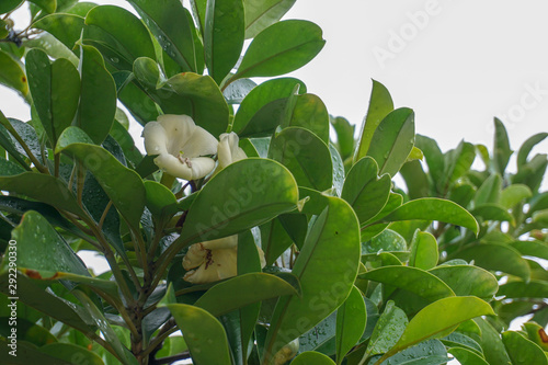 The tree has green leaves with white flowers with a fragrance like vanilla, called Fagraea ceilanica thunb, perfume flower tree, pua keni keni, trai tichlan, lau bin. photo