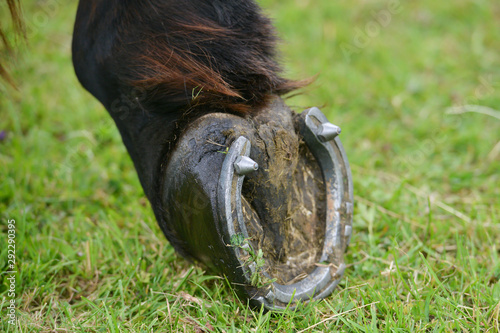 Horses hoof  shoe showing with studs in 
