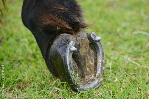 Horses hoof, shoe showing with studs in 