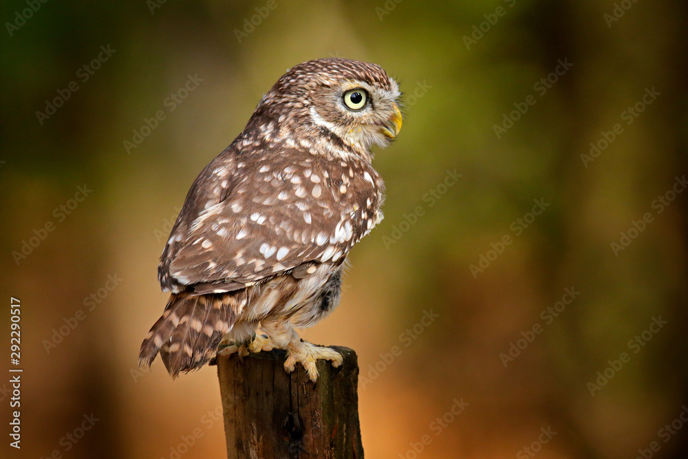 Owl hidden in tree nest hole in the forest. Little Owl, Athene noctua, bird in the nature habitat, with yellow eyes, Germany. Wildlife scene from nature. Tree trunk with bird. Owl hidden in tree nest hole in the forest. Little Owl, Athene noctua, bird in the nature habitat, with yellow eyes, Germany. Wildlife scene from nature. Tree trunk with bird.