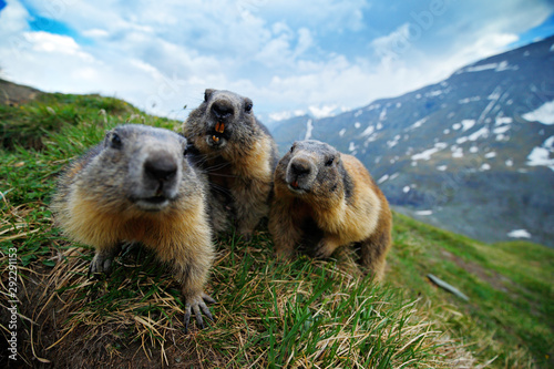 Cute fat animal Marmot  sitting in the grass with nature rock mountain habitat  Alp  Italy. Wildlife scene from wild nature. Funny image  detail of Marmot.