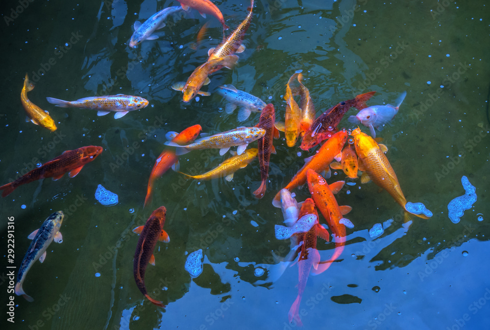 Fancy and colorful carp fish Koi swimming in blue water garden Fancy and colorful carp fish Koi swimming in blue water garden