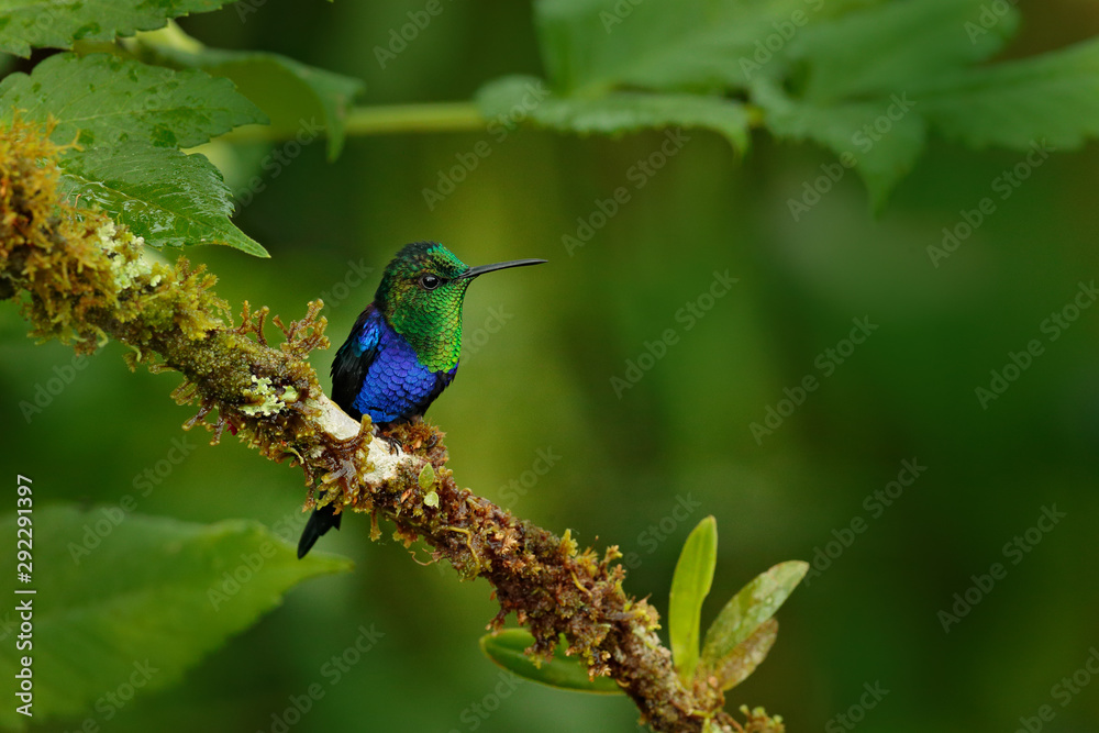 Humminbird frm Colombia  in the bloom flower, Colombia, wildlife from tropic jungle. Wildlife scene from nature. Hummingbird with pink flower, in flight.