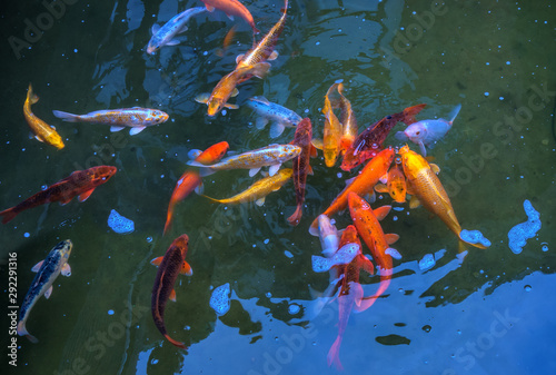 Fancy and colorful carp fish Koi swimming in blue water garden © ivanoel