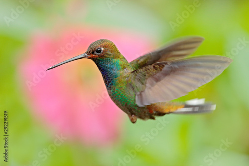 Wildlife from tropic nature. Hummingbird with flower. Rufous-gaped Hillstar, Urochroa bougueri, on ping flower, green and yellow background, Bird sucking nectar from pink bloom, Colombia.