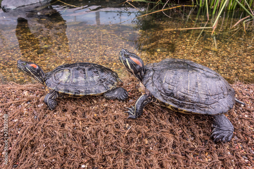 Two red-eared aquatic turtles bask on the river bank