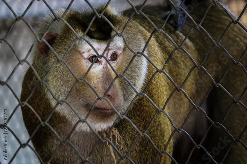 monkey with sad expression in a cage. © MRSUTIN