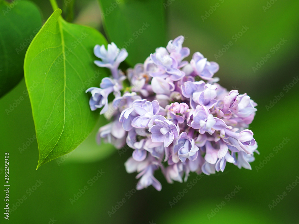 Lilac branch (Amethyst variety) on a green background Lilac branch (Amethyst variety) on a green background