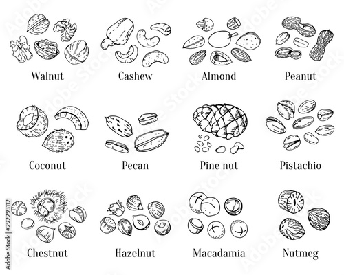 Different nuts and seeds with title. Hand drawn outline vector sketch set