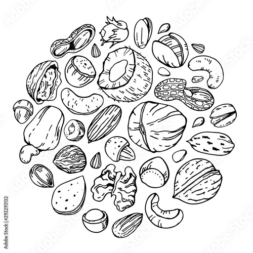 Different nuts and seeds. Round composition. Hand drawn outline vector sketch illustration