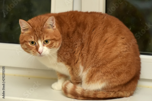 plump red with a white cat