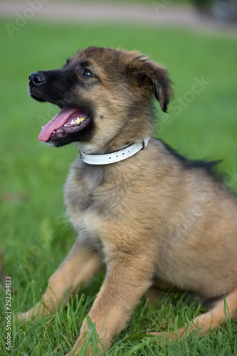 brown mestizo puppy on a green lawn © Evdoha