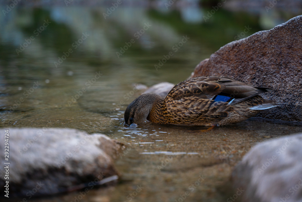 Obraz premium Dignified female mallard duck cleaning feathers and drinking cold mountain lake water