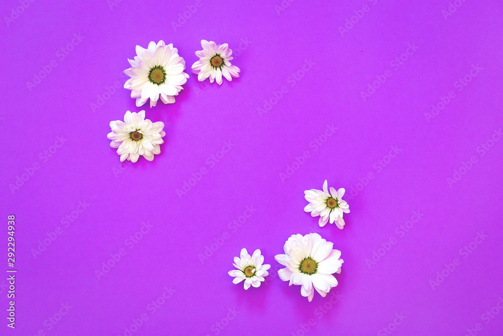 White chrysanthemum in the shape of circle on a purple background
