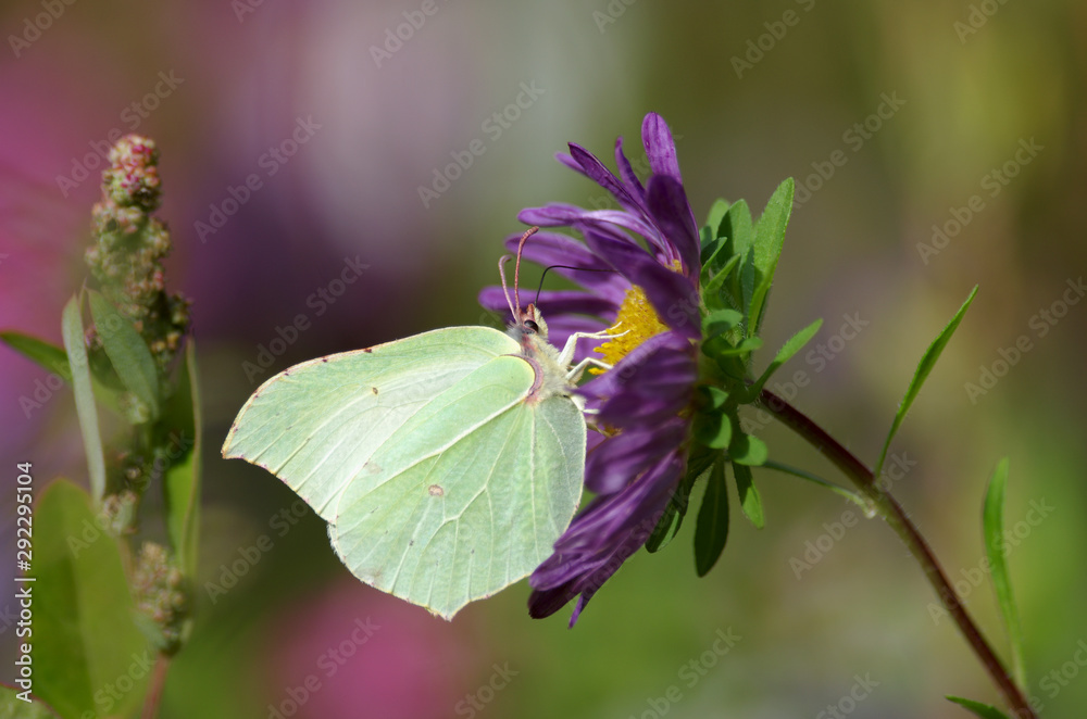 herbstblüte und zitronenfalter herbstblüte und zitronenfalter
