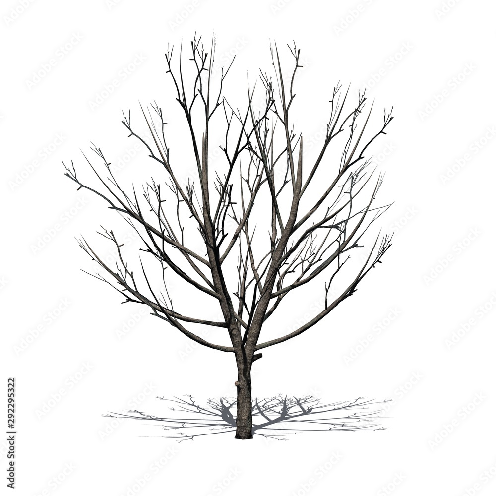 Obraz premium Bradford Pear Tree in the winter with shadow on the floor - isolated on white background