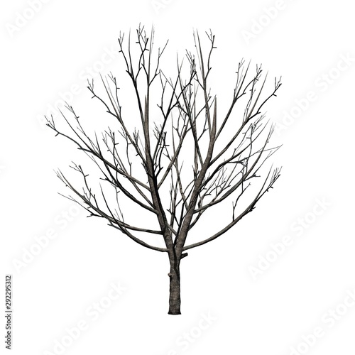 Bradford Pear Tree in the winter - isolated on white background