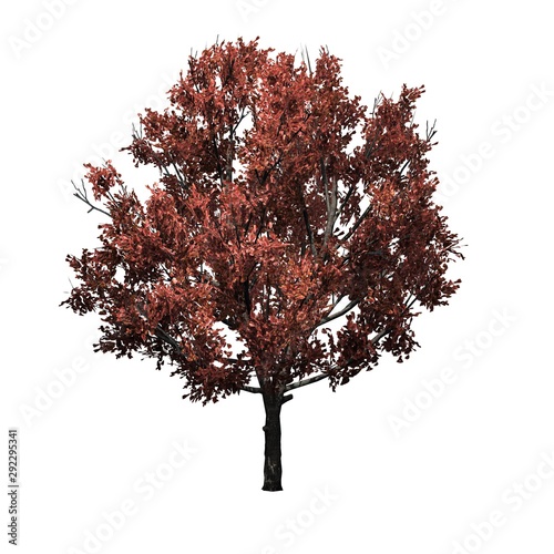 Bradford Pear Tree in the autumn - isolated on white background