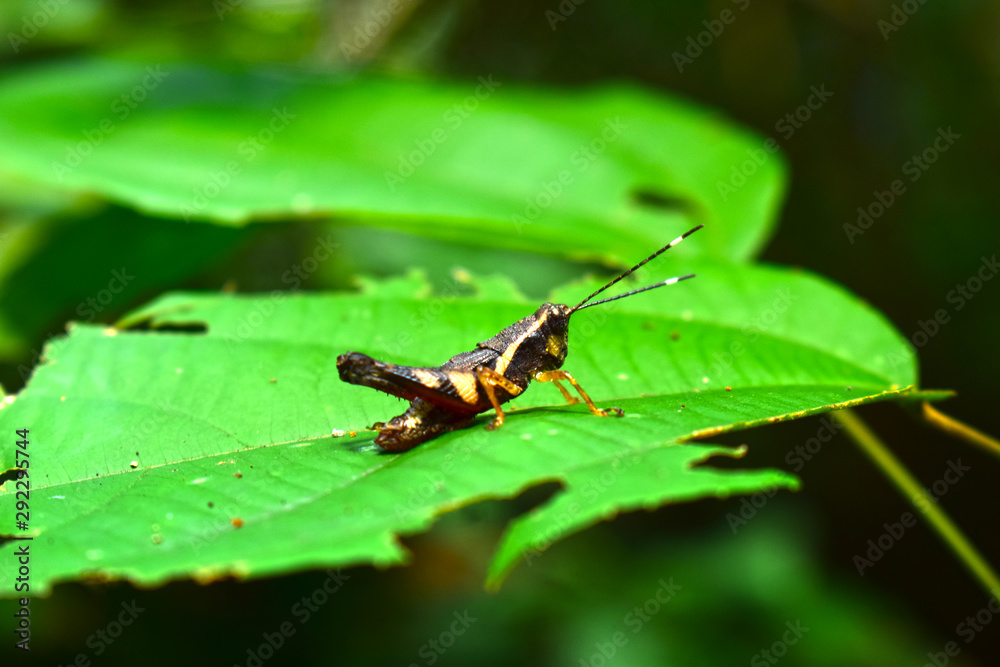 grasshopper Like to live on grassland, open ground in rice fields in the plateau There is a special matter. Was ejecting once Can fly long and long grasshopper Like to live on grassland, open ground in rice fields in the plateau There is a special matter. Was ejecting once Can fly long and long