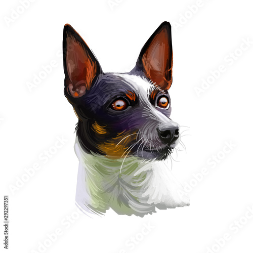 Tenterfield Terrier dog portrait isolated on white. Digital art illustration, animal watercolor drawing of hand drawn doggy for web. Petwith smooth short coat that colored in white with black photo